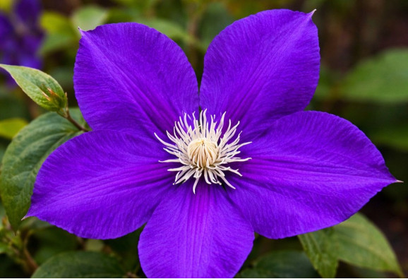 Корневища клематиса Jackmanii 