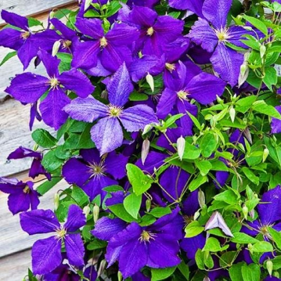 Кореневища клематису Jackmanii 