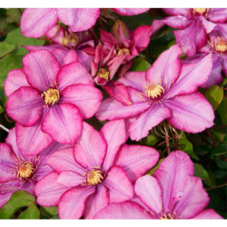 Кореневища клематису Paradiso