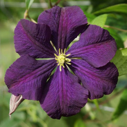 Кореневища клематису Etoile Violette