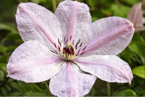 Корневища клематиса Jan Pawel II (John Paul II)