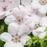 Кореневища клематису Jan Pawel II (John Paul II)