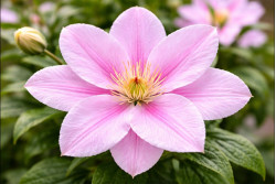 Кореневища клематису Caroline 