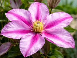 Корневища клематиса Lasting Love