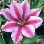 Кореневища клематису Lasting Love