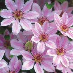 Кореневища клематису Nelly Moser