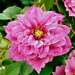 Кореневища клематису Piilu