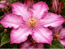 Корневища клематиса Liberty 