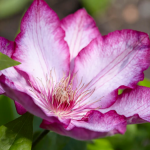 Кореневища клематису Liberty 