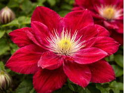 Корневища клематиса Red Star