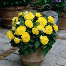 Бульби бегонії Non Stop Yellow