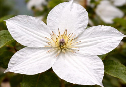 Кореневища клематису Forever Friends