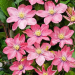 Кореневища клематису Little Mermaid