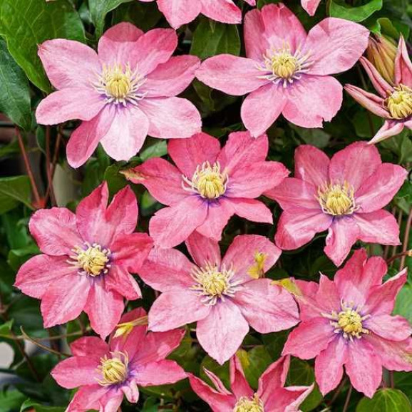 Кореневища клематису Little Mermaid