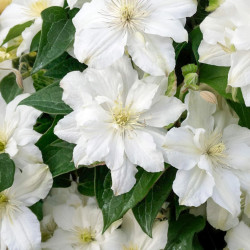 Кореневища клематису White Arabella