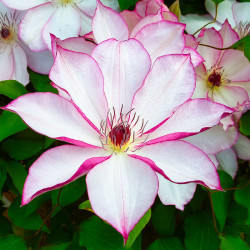 Кореневища клематису Omoshiro