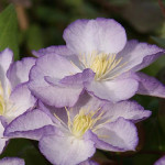 Кореневища клематису Lucky Charm