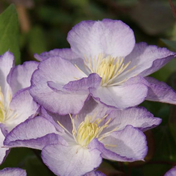 Кореневища клематису Lucky Charm