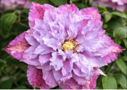 Кореневища клематису Piilu