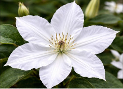 Кореневища клематису Gladys Picard