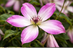 Кореневища клематису I Am Lady Q