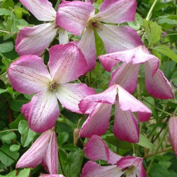 Кореневища клематису I Am Lady Q