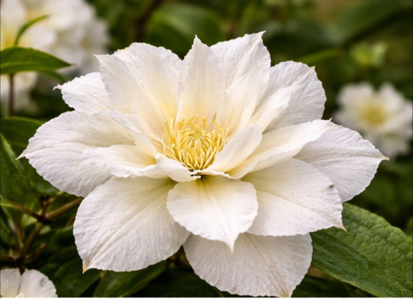 Корневища клематиса Mary-Claire