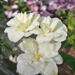 Кореневища клематису Mary-Claire