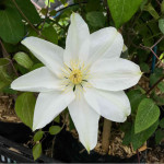 Кореневища клематису Mary-Claire