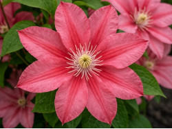 Корневища клематиса Little Mermaid