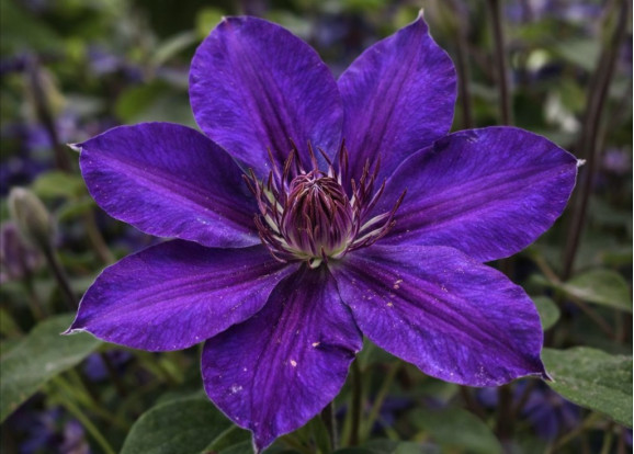 Корневища клематиса Mon Amour