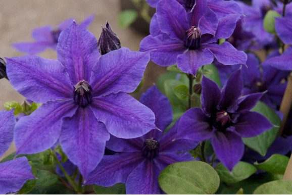 Кореневища клематису Mon Amour