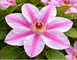 Кореневища клематису Nelly Moser