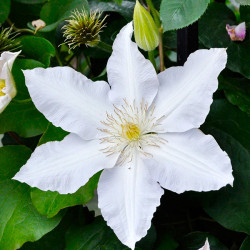 Кореневища клематису Gladys Picard