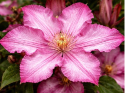 Корневища клематиса Liberty 