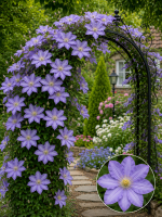 Кореневища клематису Mrs Cholmondeley