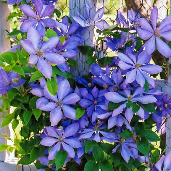 Кореневища клематису Mrs Cholmondeley