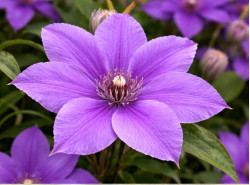 Корневища клематиса Semu