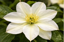 Корневища клематиса Guernsey Cream