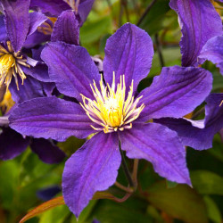 Кореневища клематису Hudson River