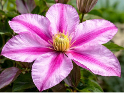 Корневища клематиса Lasting Love