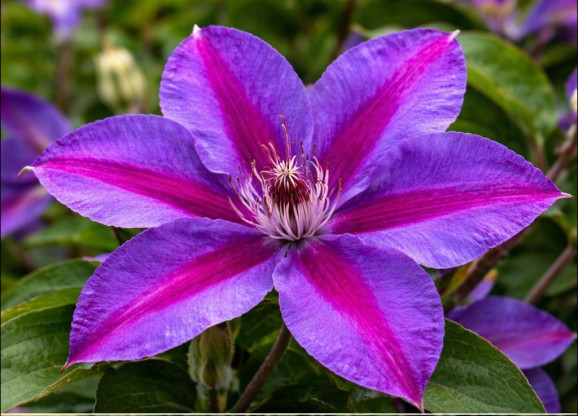 Корневища клематиса Mrs N. Thompson