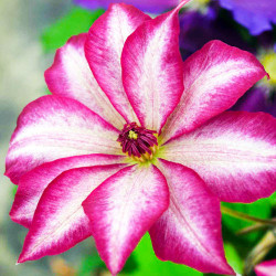 Кореневища клематису Picotee