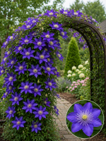 Кореневища клематису Multi Blue