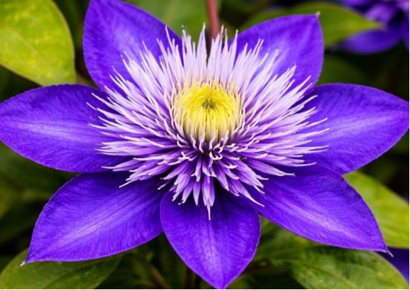 Корневища клематиса Multi Blue