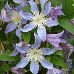 Кореневища клематису Star River