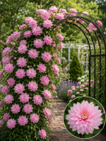 Кореневища клематису Multi Pink