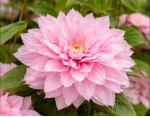 Кореневища клематису Multi Pink