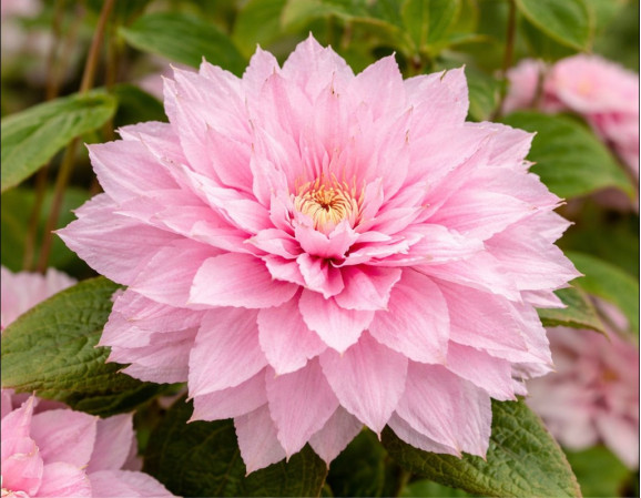 Кореневища клематису Multi Pink