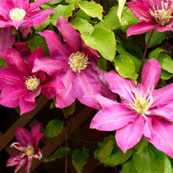 Кореневища клематису Vino